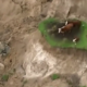 3 Cows stranded after earthquake