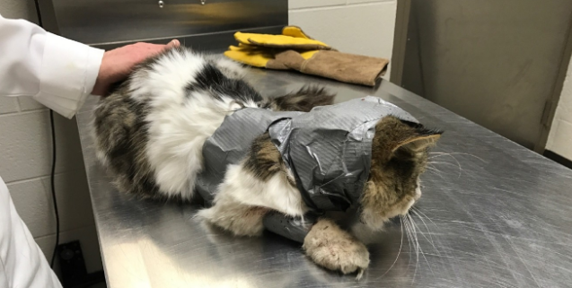 Investigation launched after cat found wrapped in duct-tape
