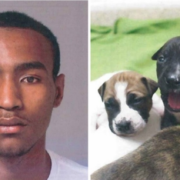 Man suspected of killing 4 puppies