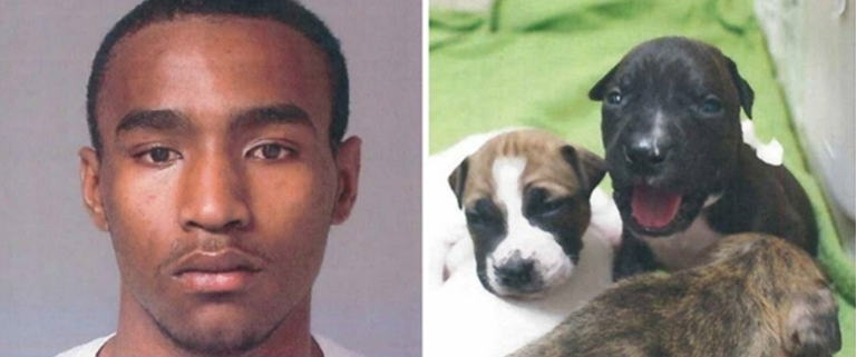 Man suspected of killing 4 puppies