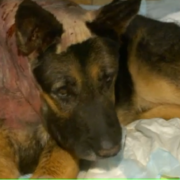 Retired guard dog repeatedly stabbed by intruder