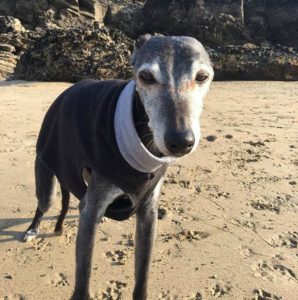 walnut-the-whippet