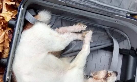Woman's missing dog found in discarded suitcase