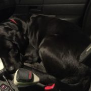 Runaway dog gets warm in police vehicle