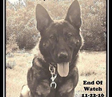 Police canine died from friendly fire