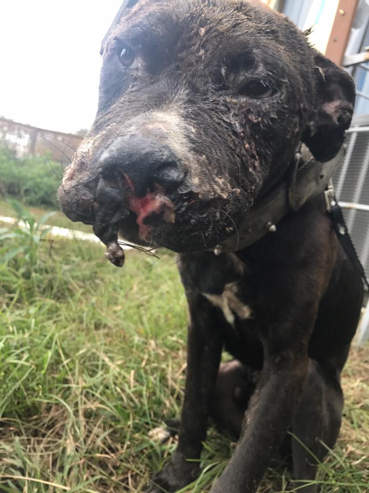 Horribly wounded dog