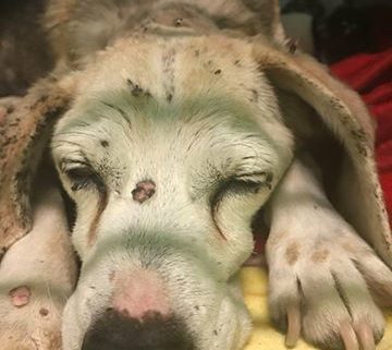 Lumpy 14-year-old beagle at shelter