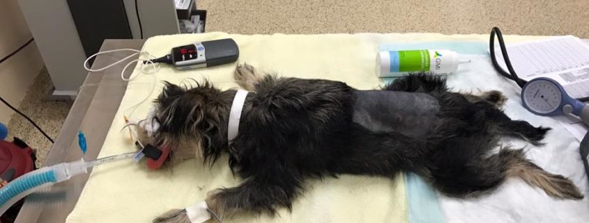 Dog paralyzed after being shot