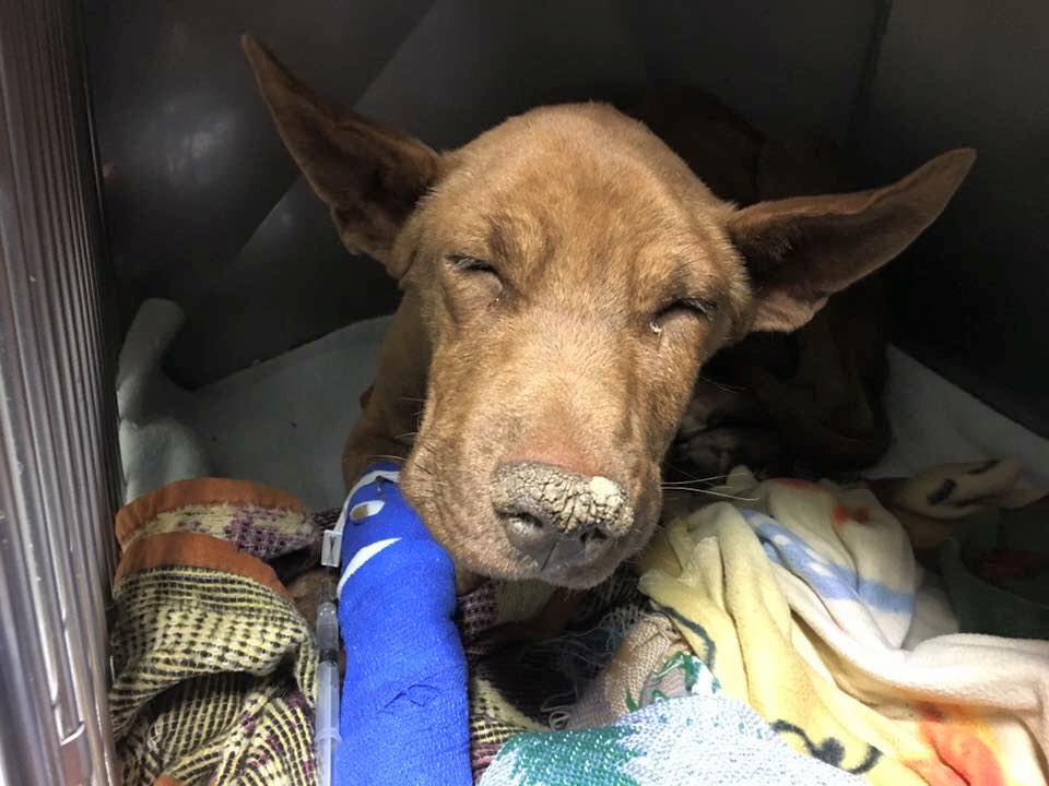 Ailing dog gets a second chance at life