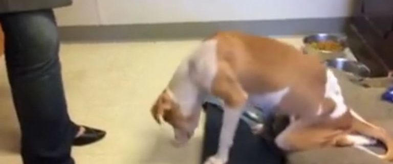 Paralyzed dog sat in the pound for months