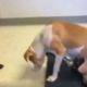 Paralyzed dog sat in the pound for months