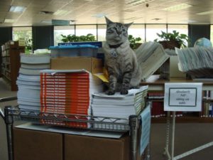 library-cat