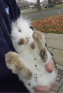 rabbit-on-roof2
