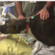 Hospital allows dog to say good-bye to her human