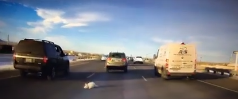 Dog takes a tumble out of vehicle window