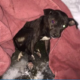 Abandoned dog found in snow bank