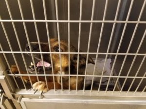 valenica-county-homeless-pets-3