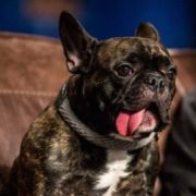 Carrie Fisher's dog, Gary, by her side after heart attack
