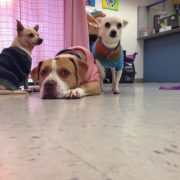 Bonded trio need a new home
