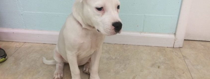 Puppy abandoned at Florida dog park