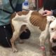 Emaciated dog nearly died at neglectful home