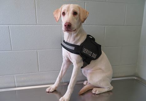 Stray dog wearing service vest found