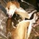 Dog shot during field trial