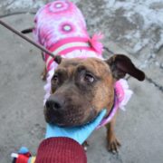 Angel needs to be saved from busy animal control