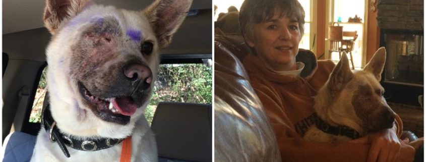 Dog lost eye after paintball attack