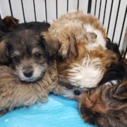 Shelter issues statement about puppies involved in accident