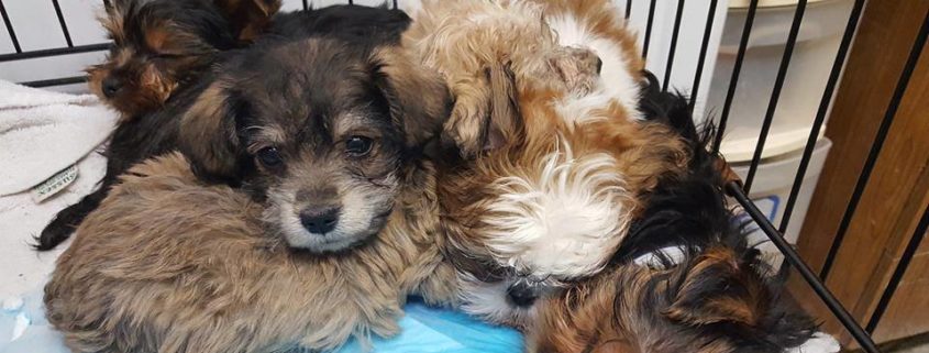 Shelter issues statement about puppies involved in accident