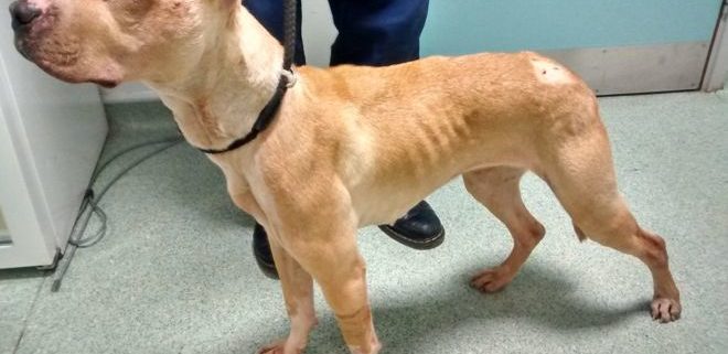 Dog stabbed for peeing on marijuana