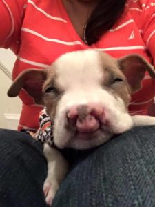 Casper with cleft palate 4