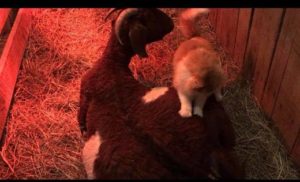 cat-helps-pregnant-goat-2