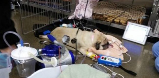 One pug died and 3 other pugs sickened after eating canned