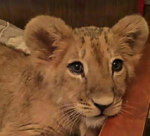 Bites, scratches and pees': Family bought lion cubs as pets - Pet Rescue  Report