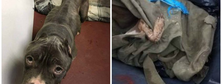 Dead and starved dog found at Iowa residence