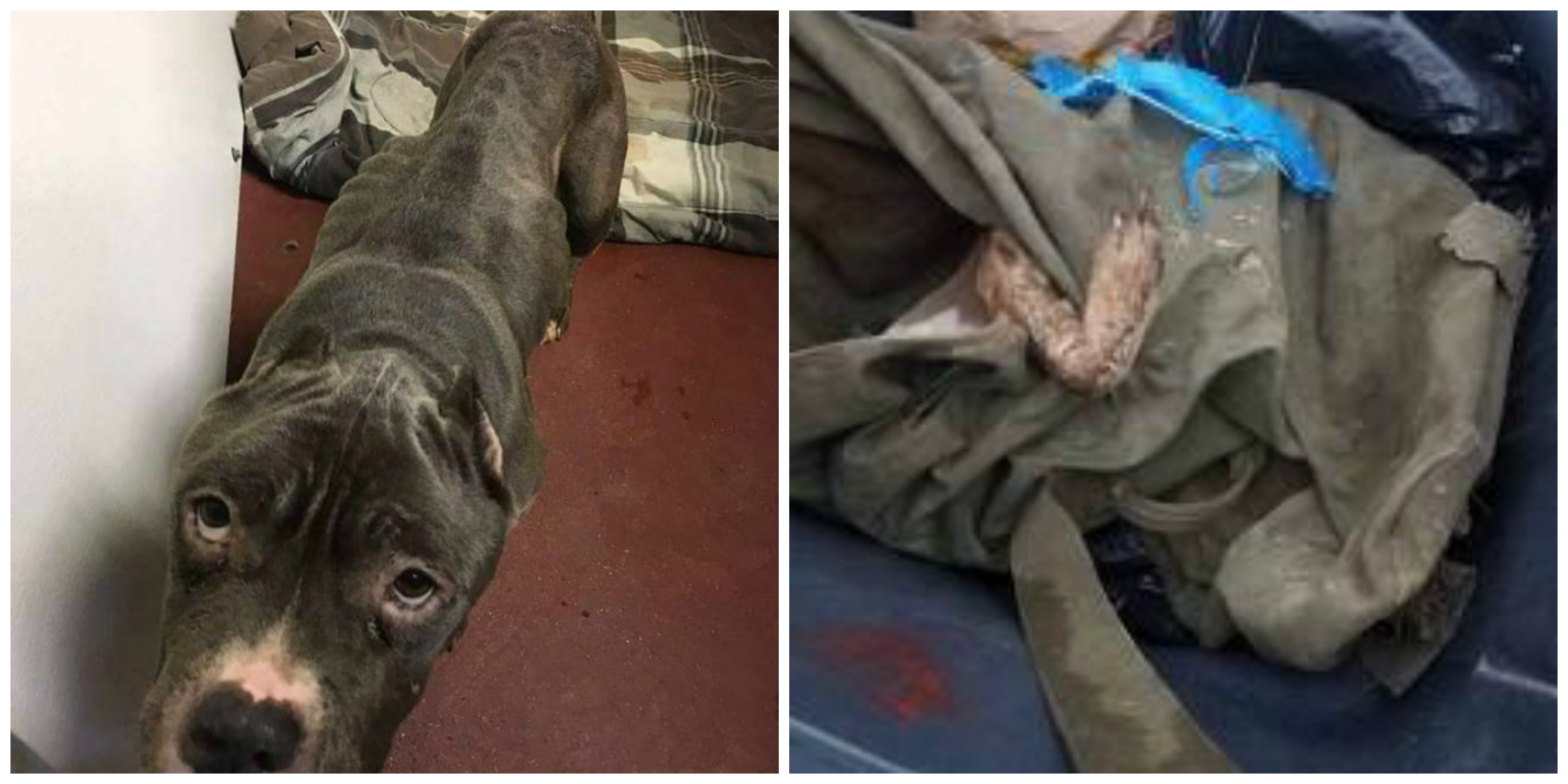 Dead and starved dog found at Iowa residence