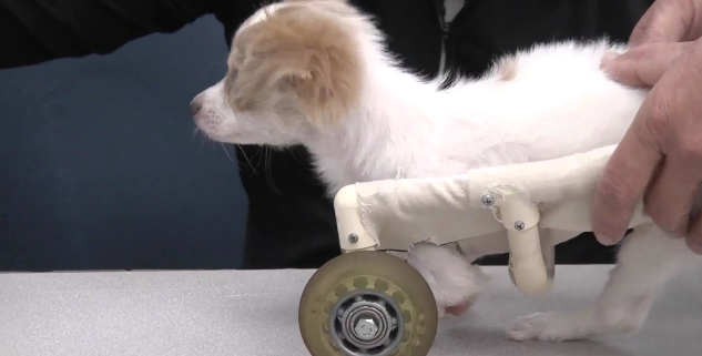 Students are designing custom wheels for disabled puppy