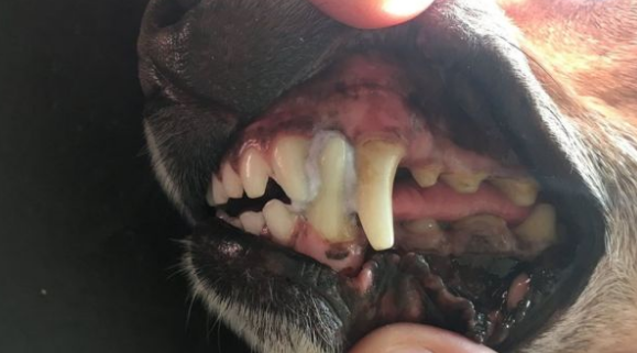 Dog's mouth glued shut after eating a brochure