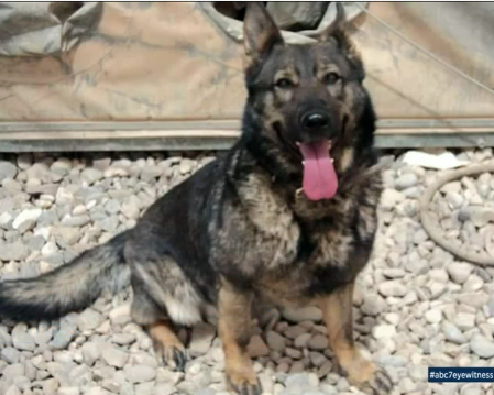 Retired military working dog missing in California