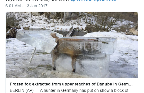 Frozen fox extracted from Danube