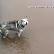 Dog rescued from canal