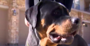 Rottweiler saves owner from dangerous stranger