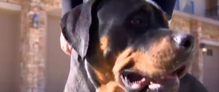 Rottweiler saves owner from dangerous stranger