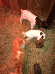 cat-helps-pregnant-goat-3