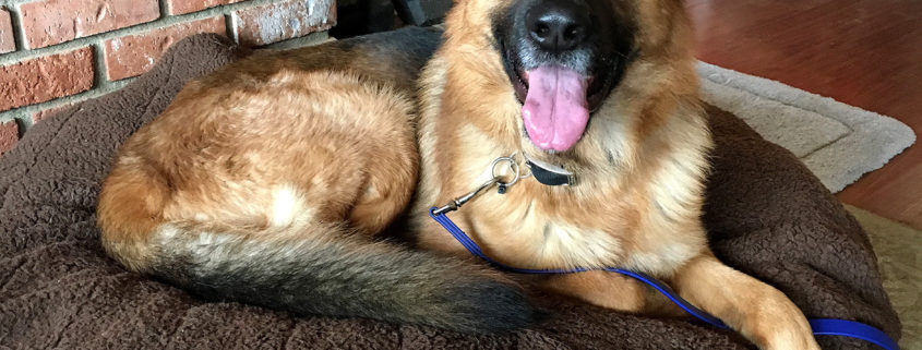 German shepherd from 'A Dog's Purpose' appears to be okay