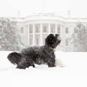 Teen suffers bite from Obama's dog