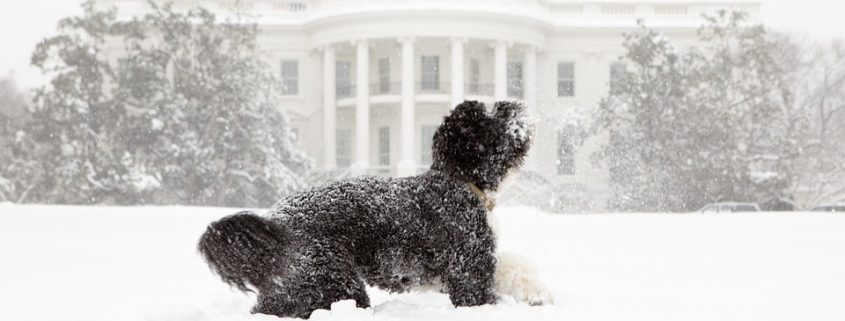 Teen suffers bite from Obama's dog