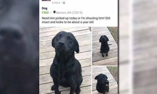 Dog safe after someone threatened to shoot him